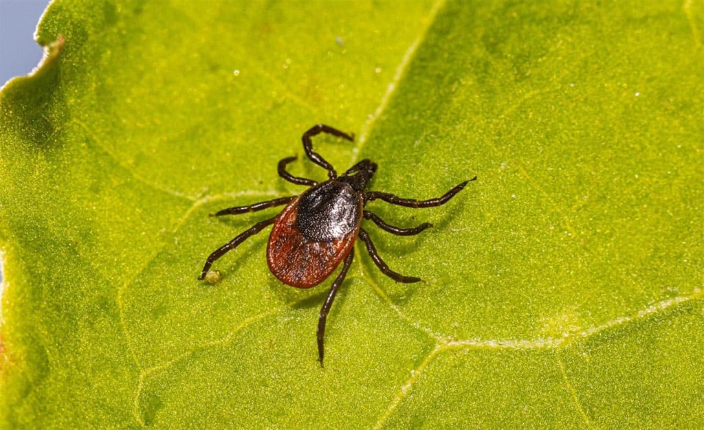 Іксодові кліщі